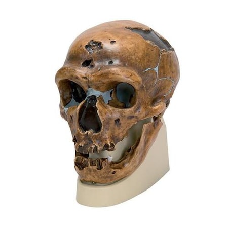 Replica H. Neanderthalensis Skull